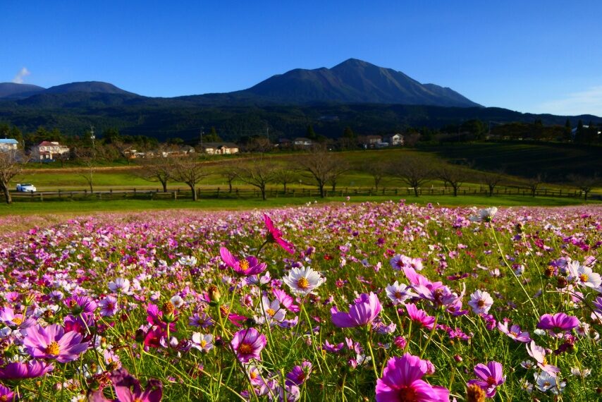 コスモス、背景は、霊峰高千穂峰