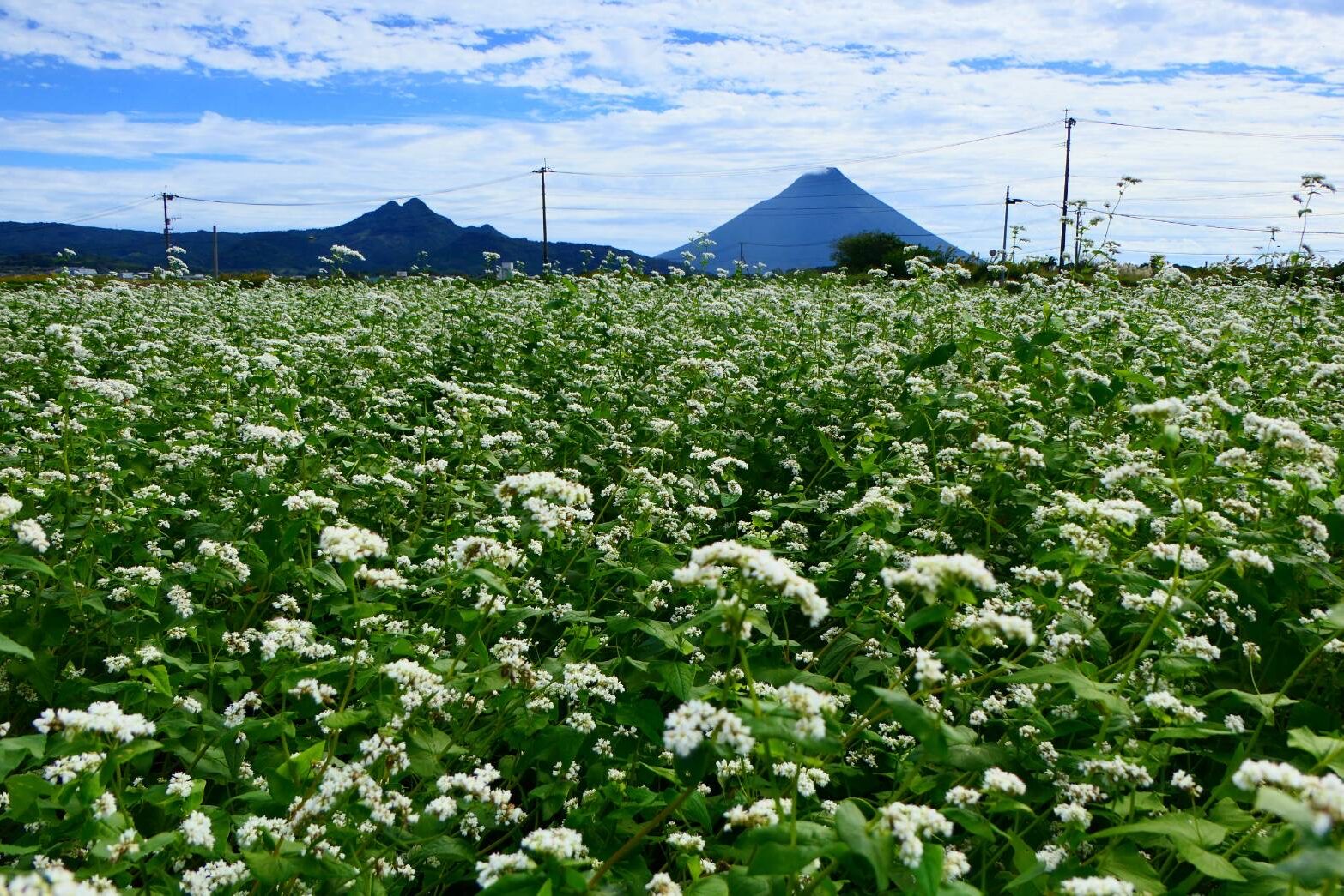 ソバと薩摩富士開聞岳