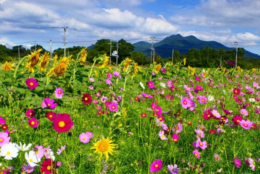 南さつま市金峰町のコスモスとヒマワリ
