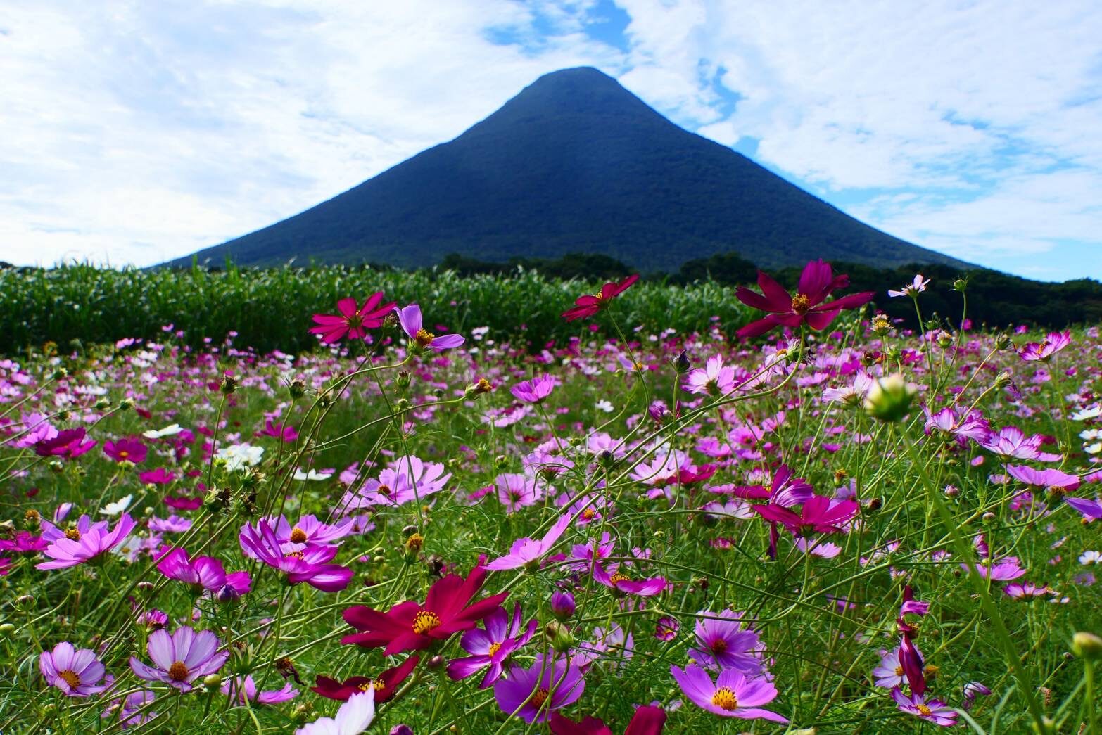 コスモスと薩摩富士開聞岳