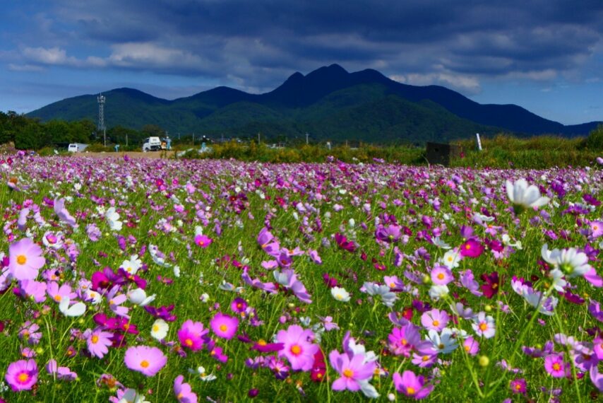 南さつま市金峰町のコスモス