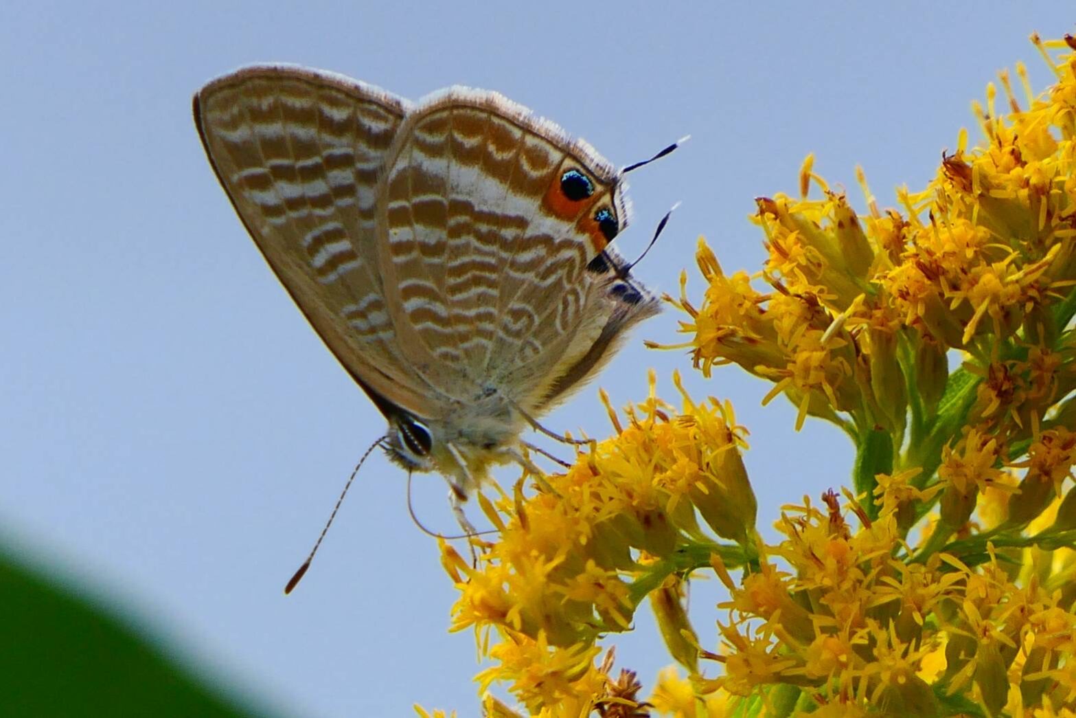 ウラナミシジミ