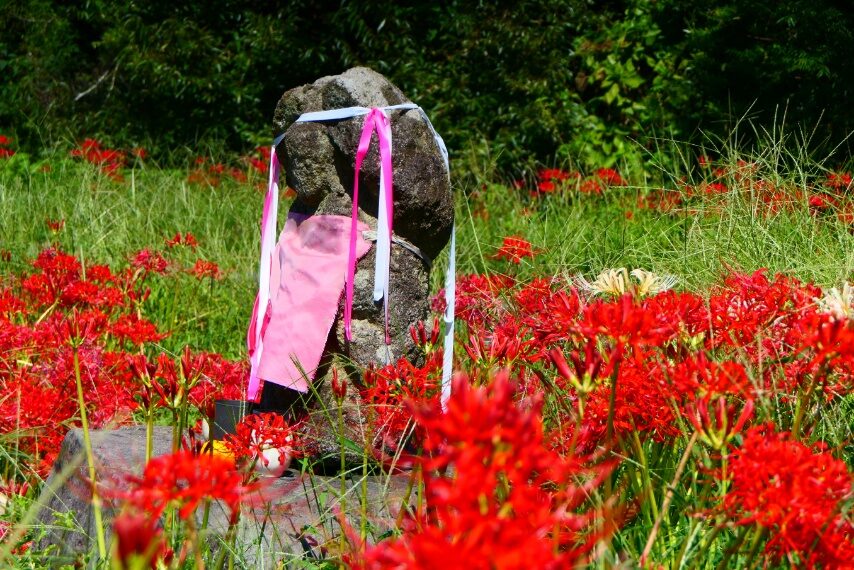 高尾野町内野々下のヒガンバナ①