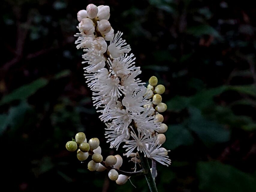 オオバショウマ