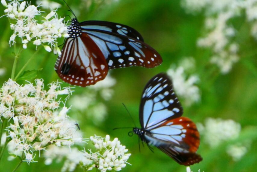 渡り蝶アサギマダラが乱舞-3