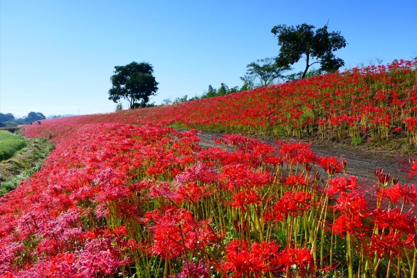 大口太田のヒガンバナ①