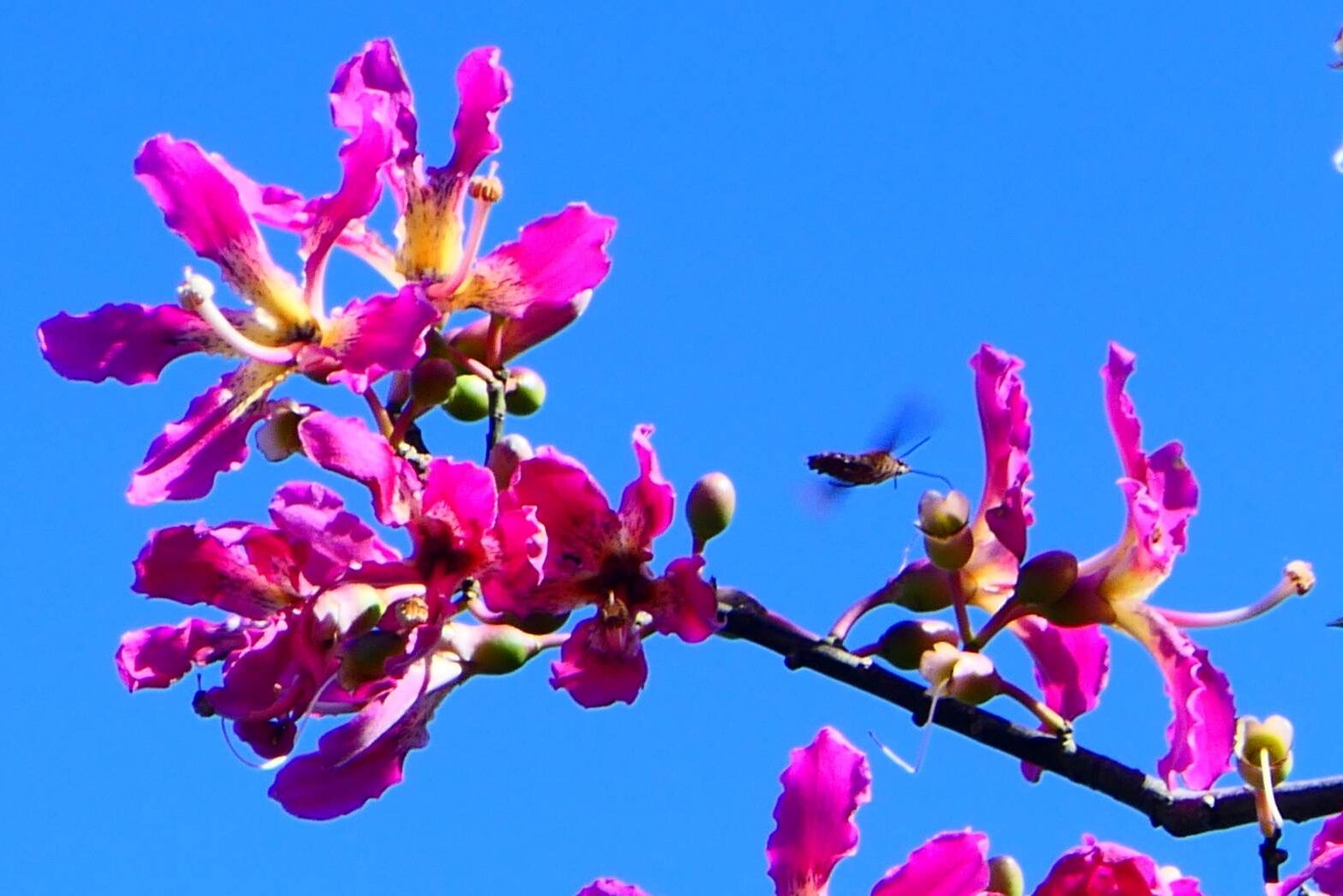 トックリキワタ