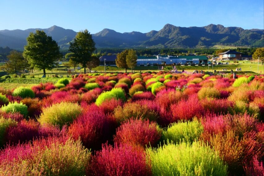 「道の駅あそ望の郷くぎの」のコキア-4