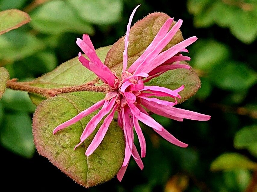 トキワマンサク(赤)