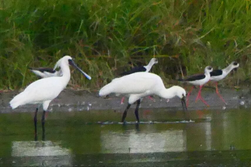 クロツラヘラサギ・ヘラサギ・セイタカシギ