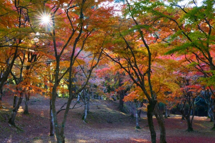 あさぎり町 麓城跡-1