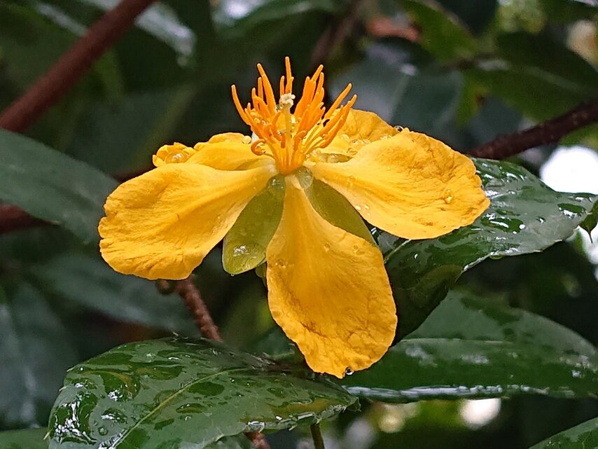 ミッキーマウスノキ