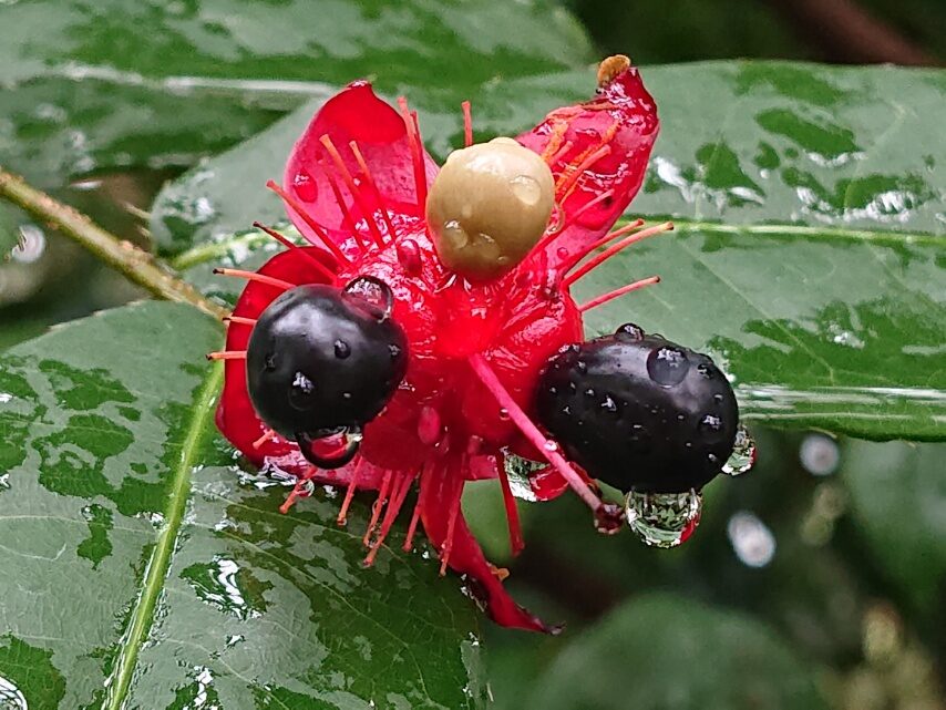 ミッキーマウスノキ(実)