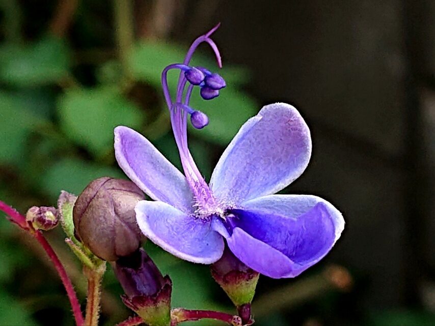 ブルーエルフィン