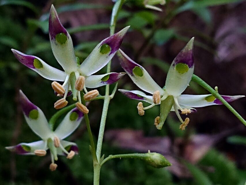 ヘツカリンドウ
