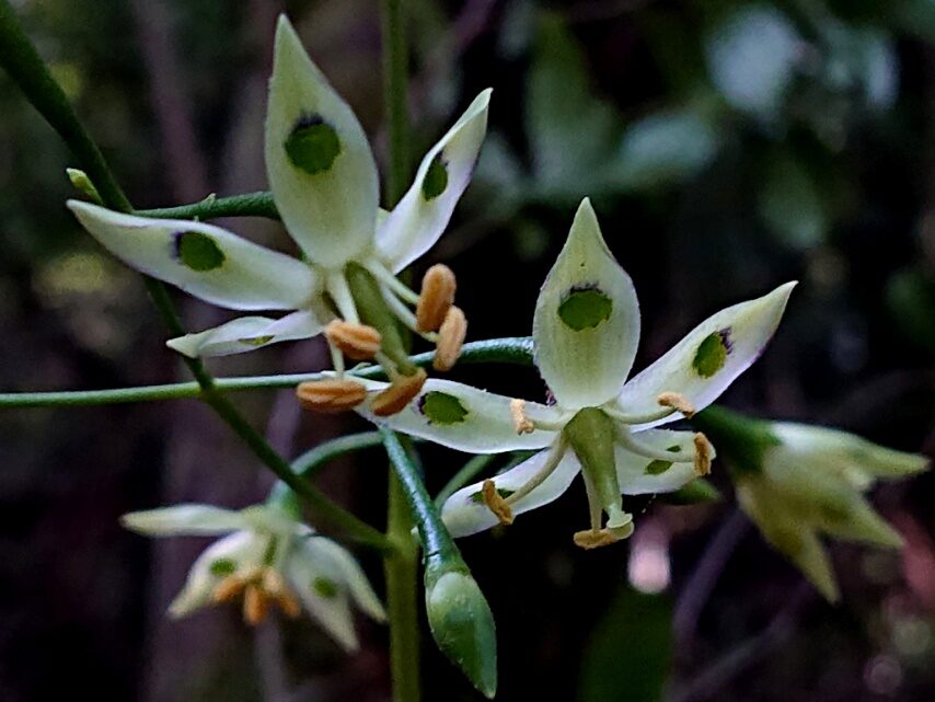 ヘツカリンドウ