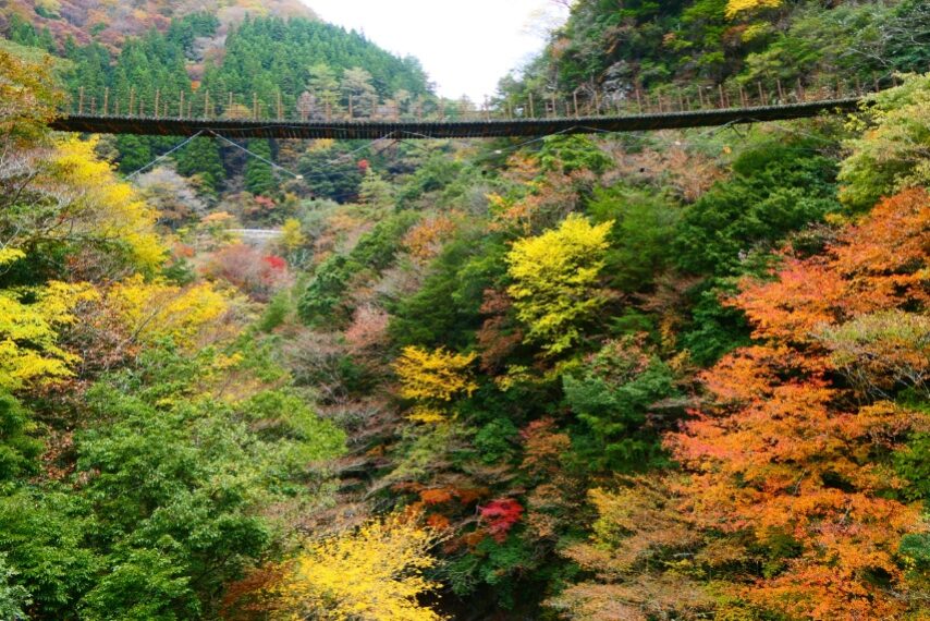 樅木のつり橋