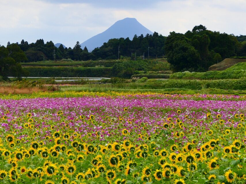 ヒマワリとコスモス