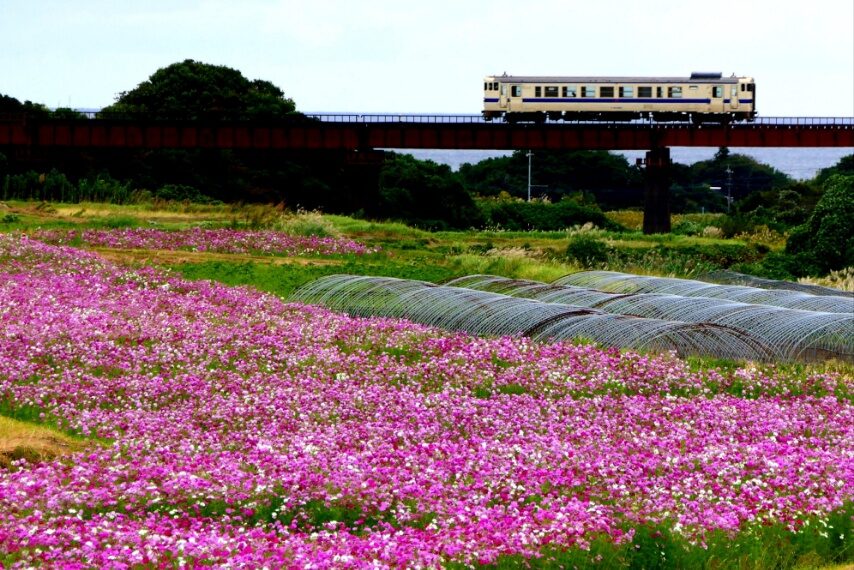 満開のコスモス越しに指宿枕崎線キハ②