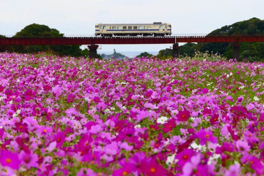 満開のコスモス越しに指宿枕崎線キハ③