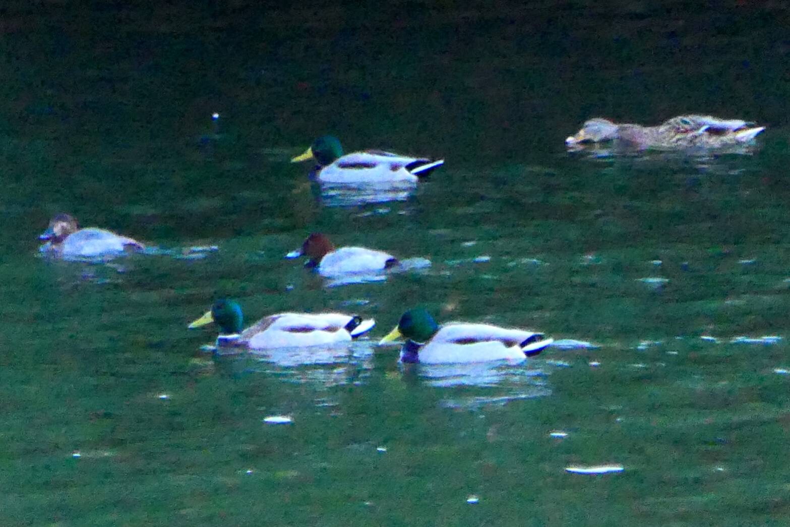 冬鳥たち（マガモ)