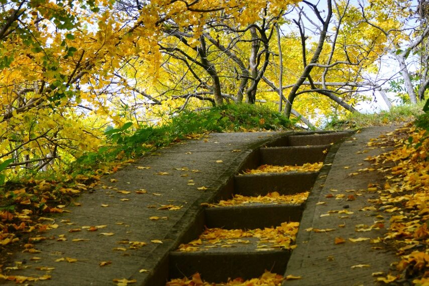 垂水千本イチョウ-3