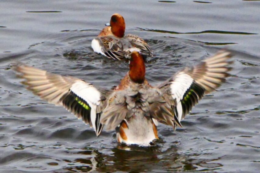 藺牟田池のカモたち