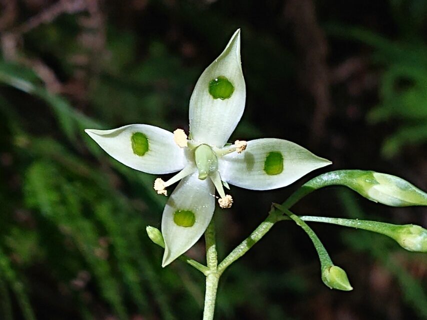 ヘツカリンドウ②