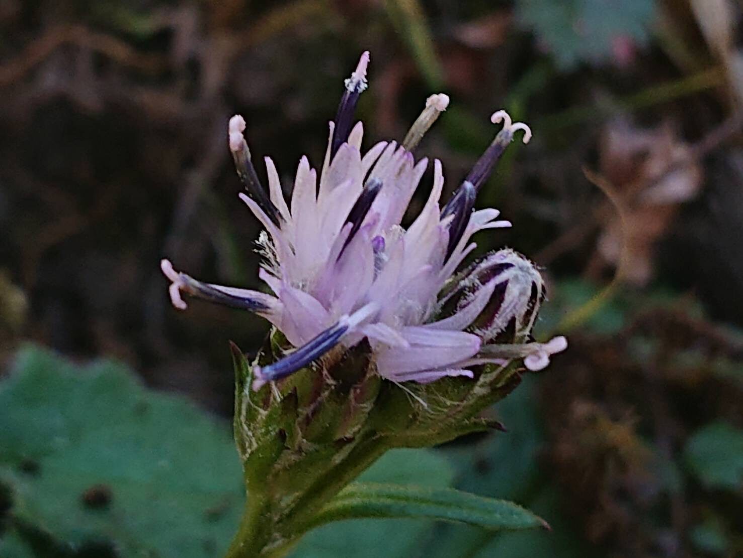 キリシマヒゴタイ