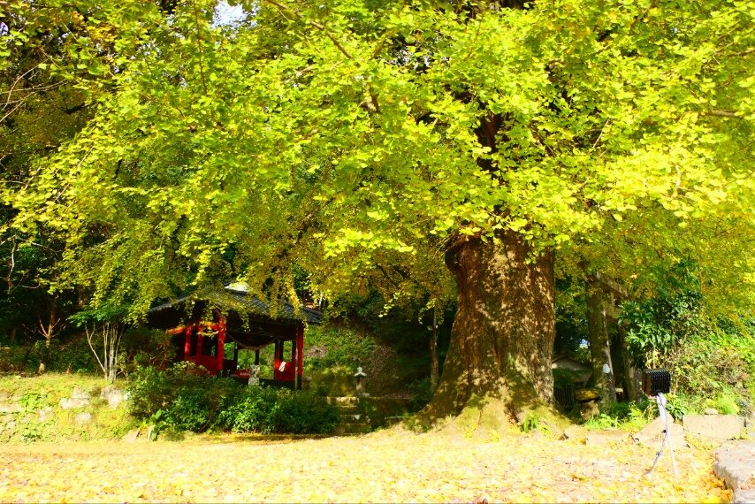 姶良市 大山祇神社-2