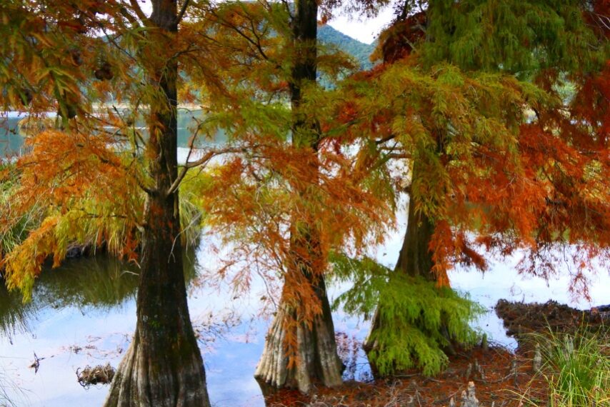 藺牟田池の紅葉-1