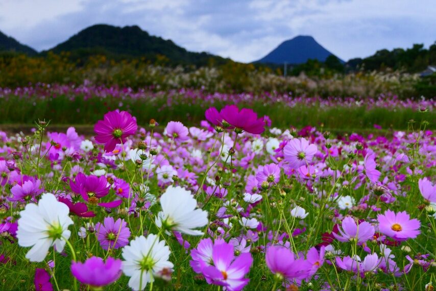 遠くには薩摩富士開聞岳