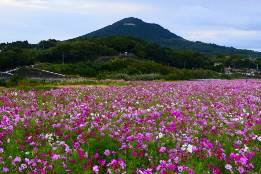 遠くには大野岳
