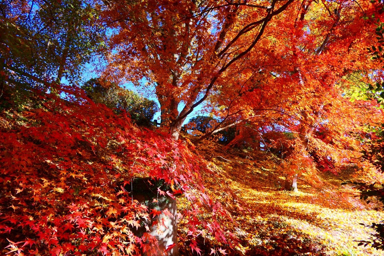 東洋のナイアガラ 曽木の滝の、早朝の絶景-8