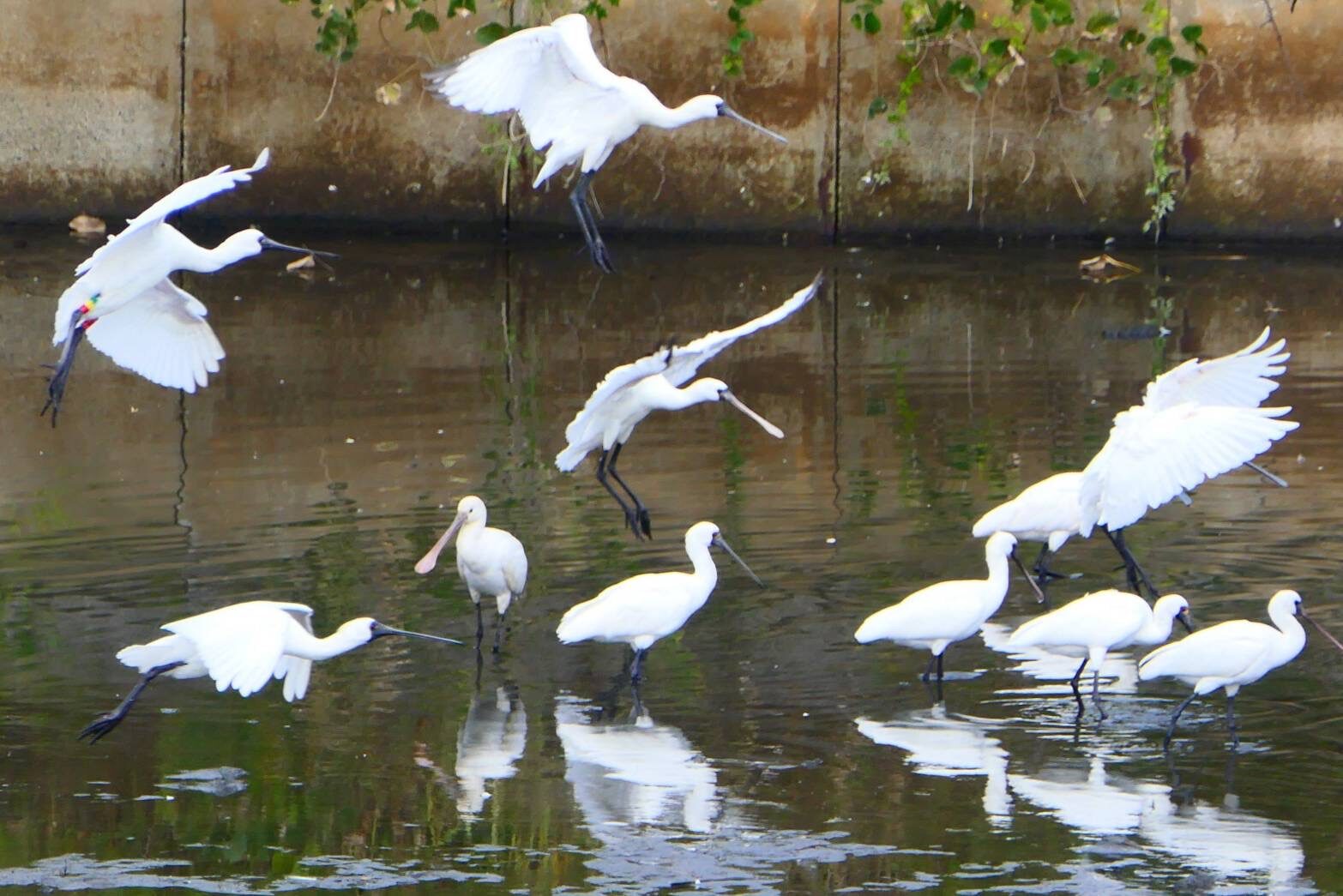 クロツラヘラサギ-1