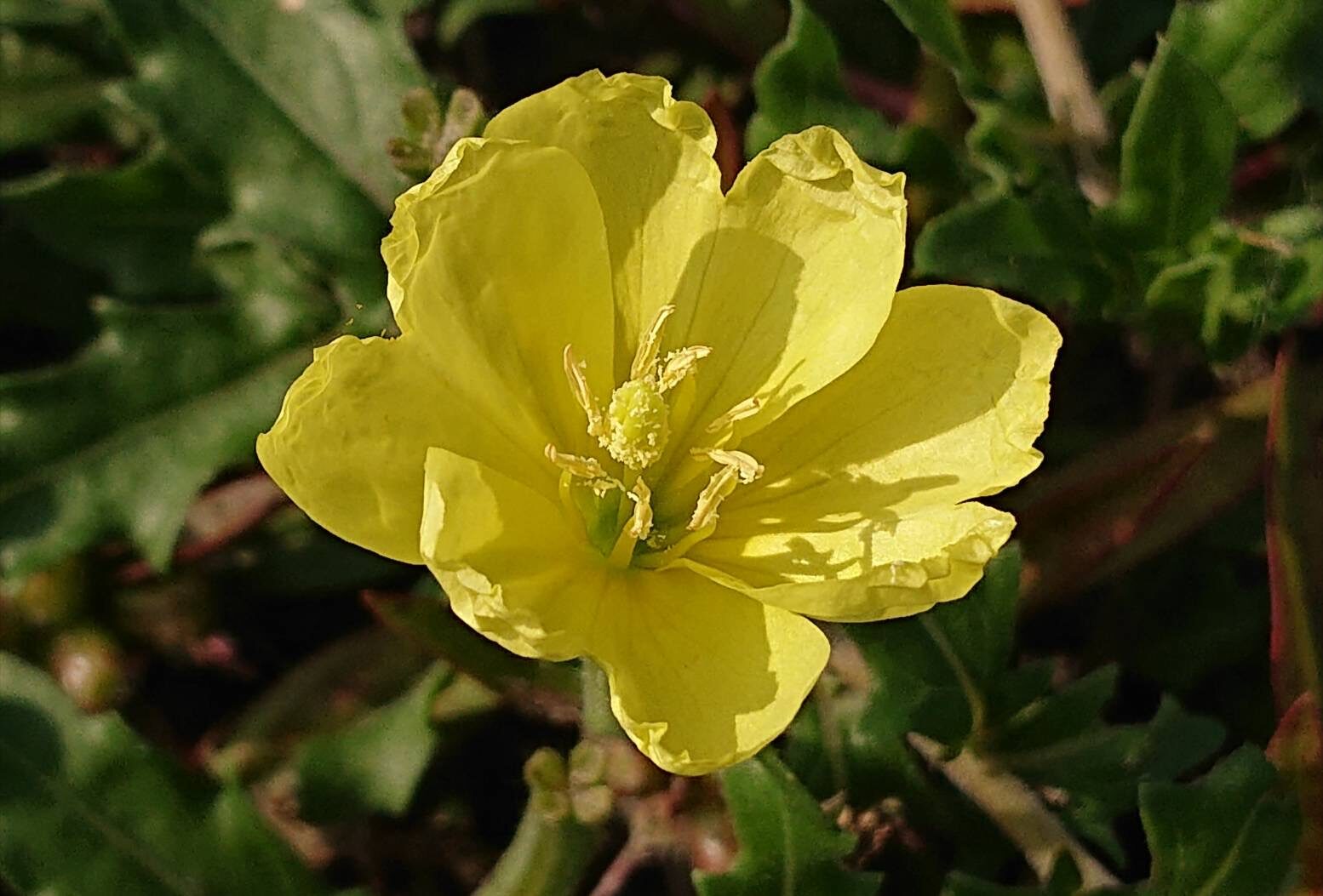 コマツヨイグサ