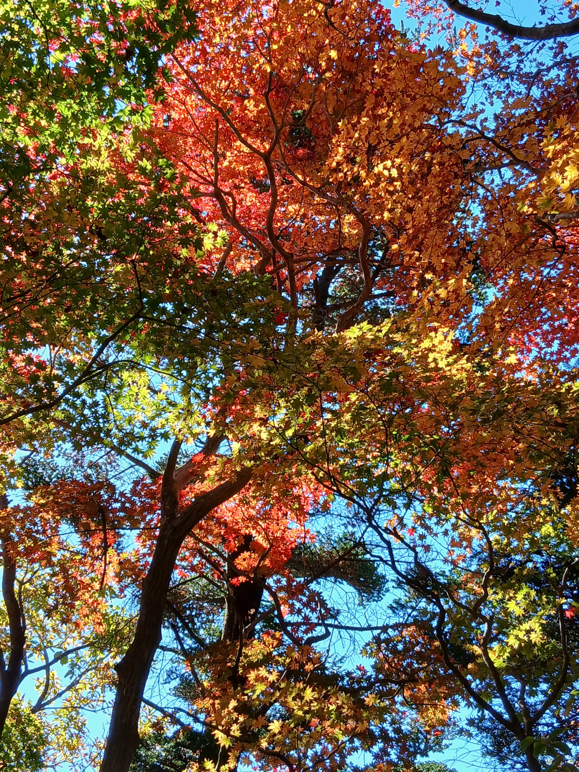 高千穂峰への登山-4