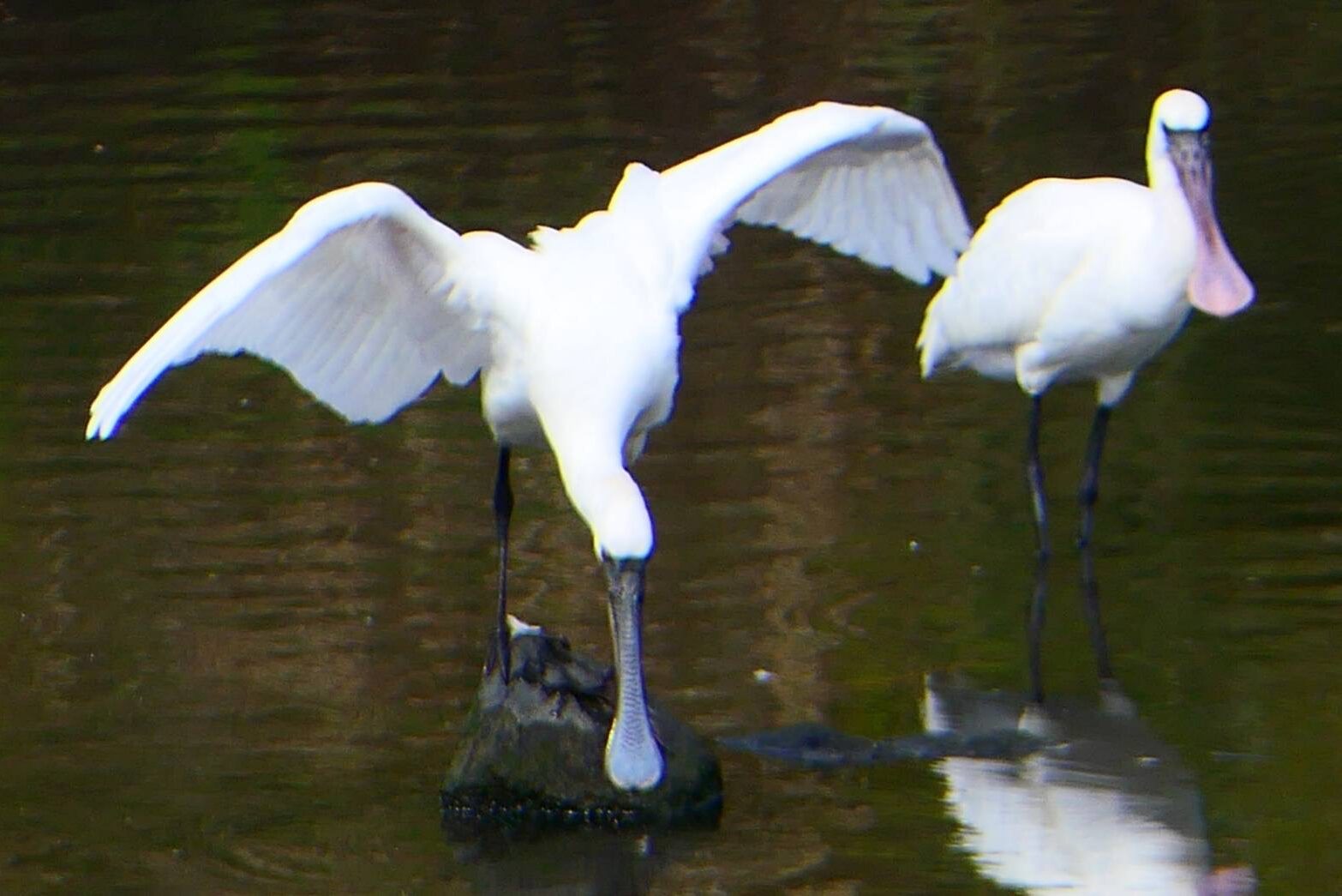 クロツラヘラサギ-3