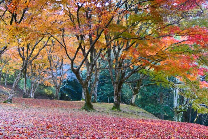 あさぎり町 麓城跡-2