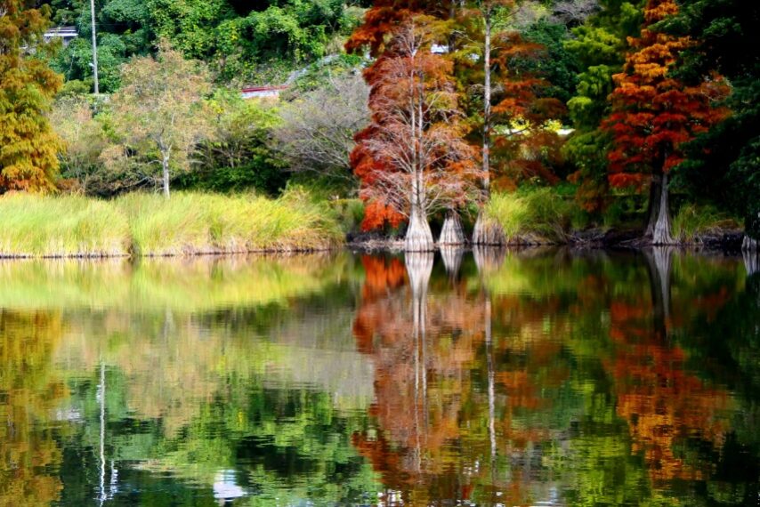 藺牟田池の紅葉-3