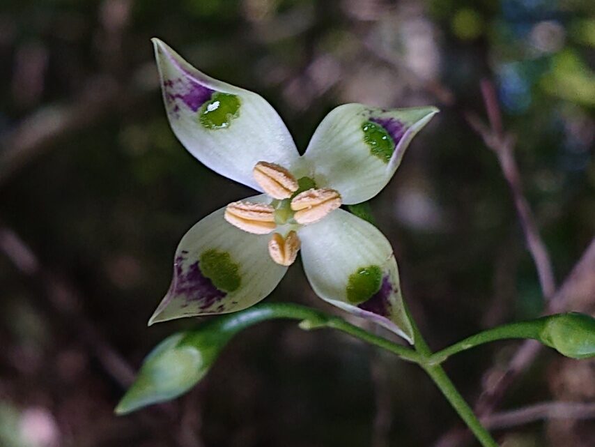 ヘツカリンドウ①