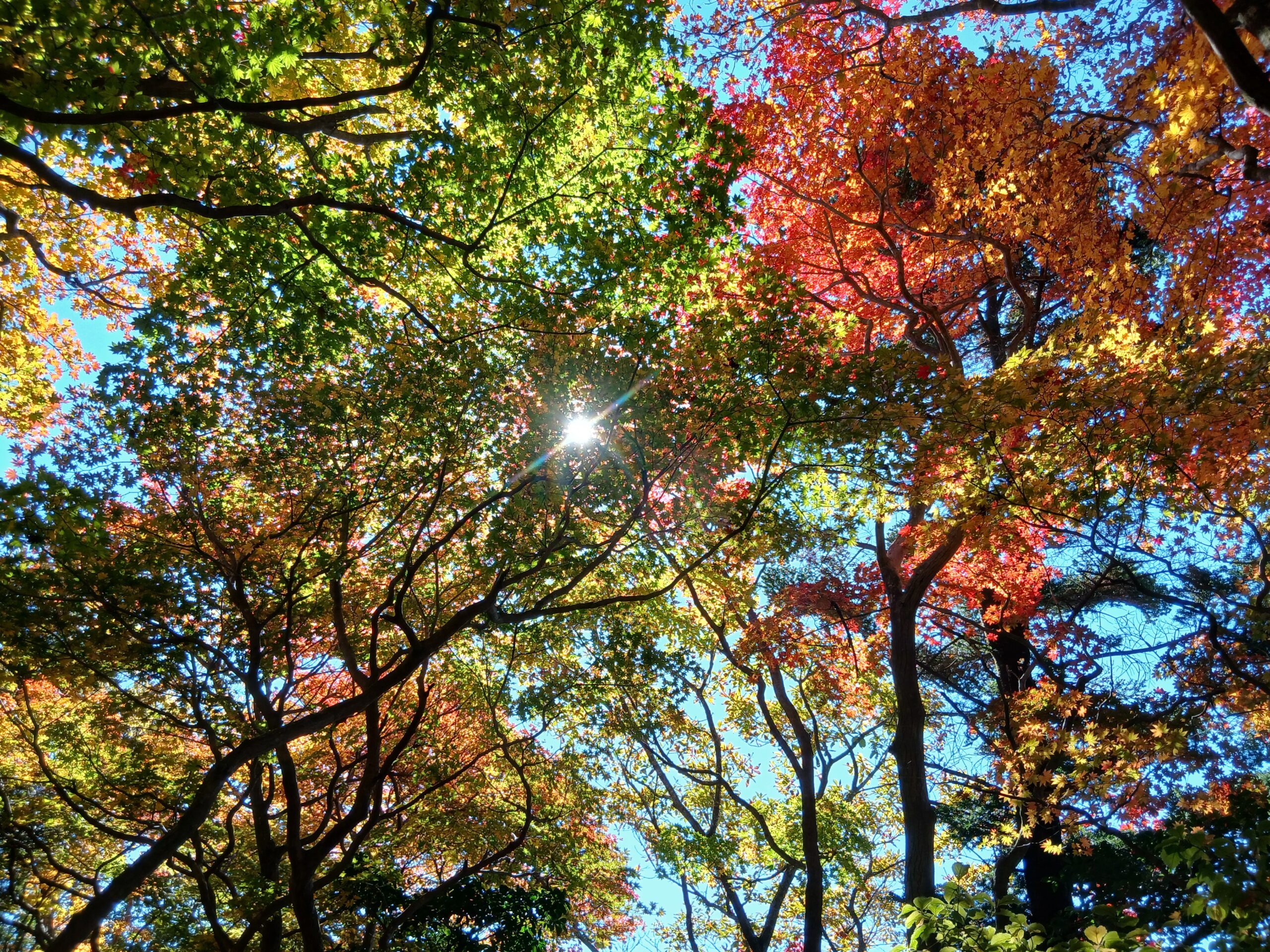 高千穂峰への登山-5