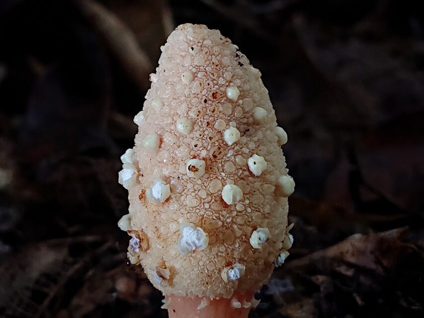 キイレツチトリモチ③