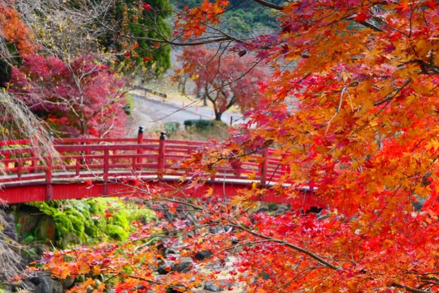 冠岳山麓の紅葉