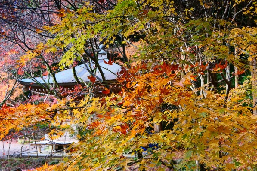 冠岳山麓の紅葉