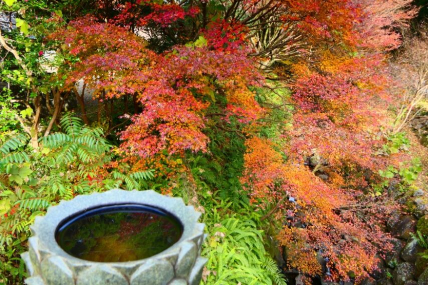 冠岳山麓の紅葉