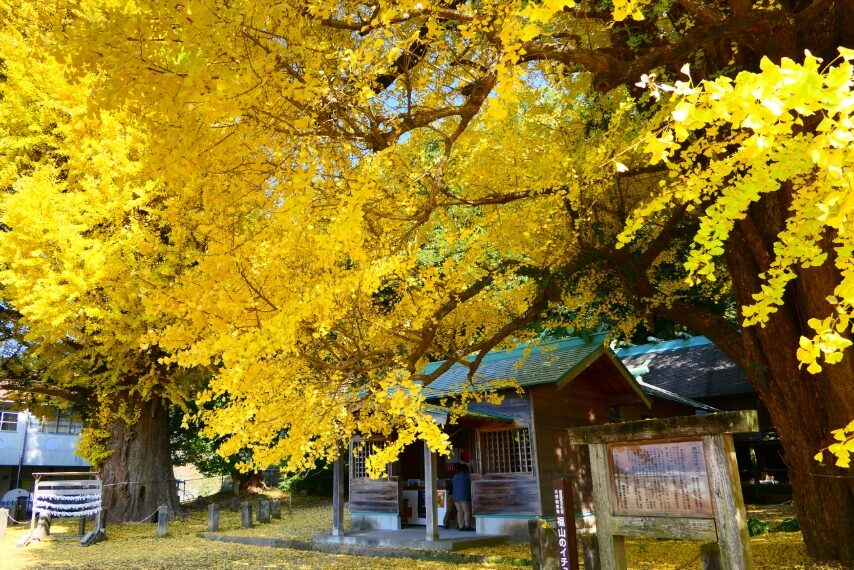 福山宮浦宮の夫婦イチョウ