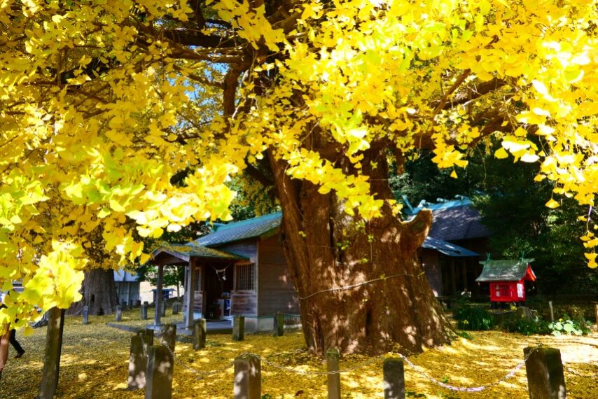 福山宮浦宮の夫婦イチョウ
