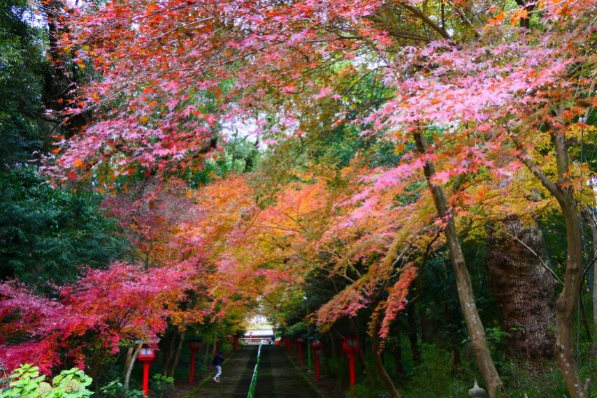 新田神社の紅葉