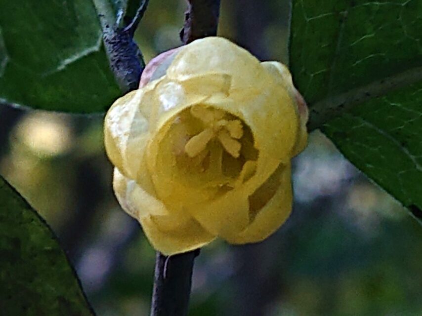 ソシンロウバイ